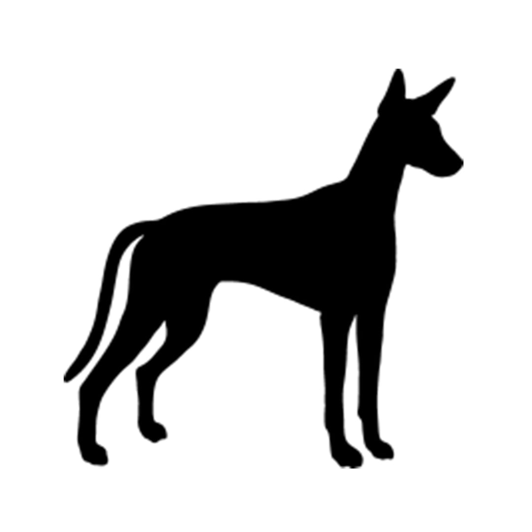 Ibizan Hound Silhouette